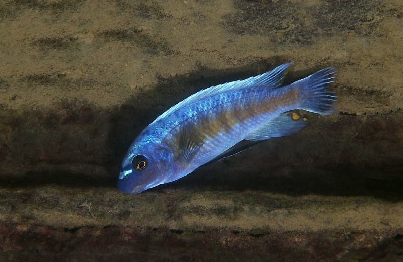 Labeotropheus trewavasae 'Lutara Reef'